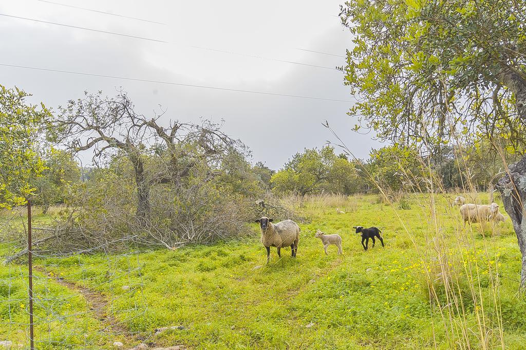 Finca Puig Santa Magdalena Exteriér fotografie